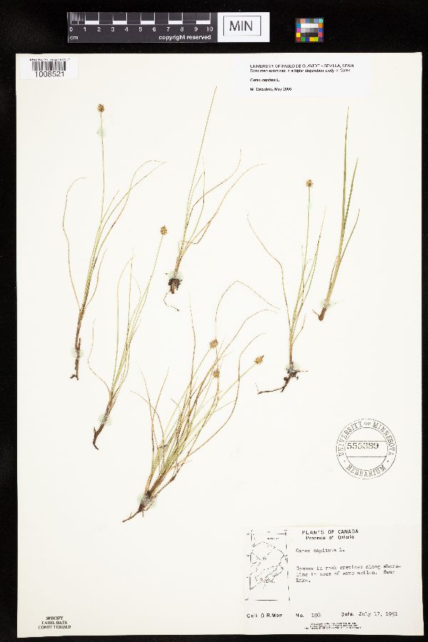 Carex capitata image