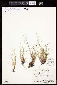 Carex capitata image