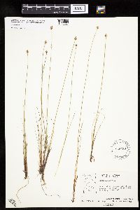 Carex capitata image