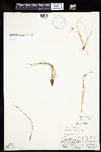 Carex capitata image