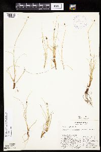 Carex capitata image