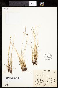 Carex capitata image