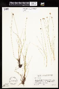 Carex capitata image