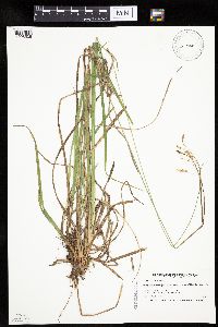 Carex castanea image