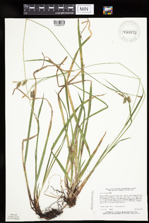 Carex castanea image