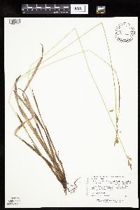 Carex castanea image