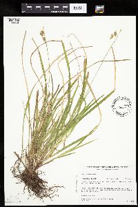 Carex castanea image