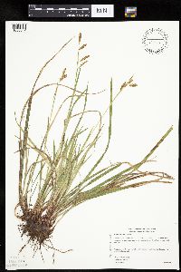 Carex castanea image