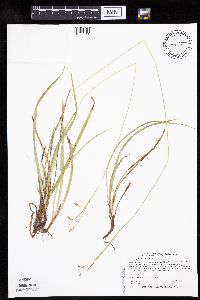 Carex castanea image
