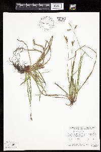 Carex castanea image