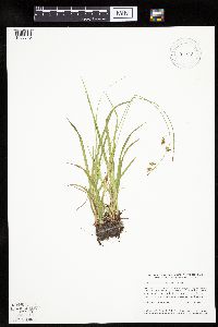 Carex castanea image
