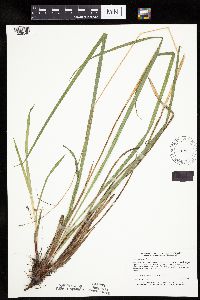 Carex castanea image