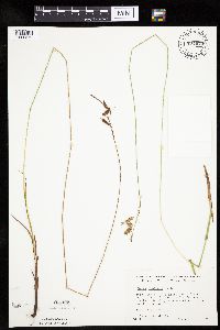 Carex castanea image