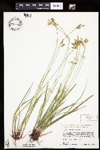 Carex castanea image