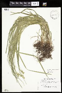 Carex cephaloidea image