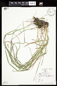 Carex cephaloidea image