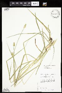 Carex cephaloidea image