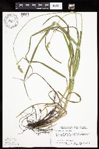 Carex cephaloidea image
