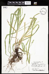 Carex cephaloidea image