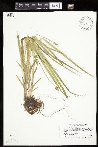 Carex cephaloidea image