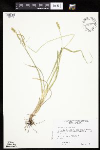Carex cephaloidea image