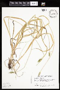 Carex cephaloidea image