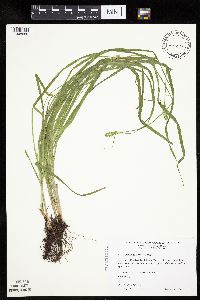 Carex cephaloidea image