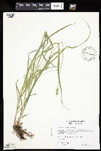 Carex cephaloidea image