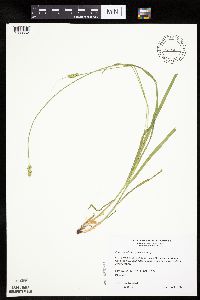 Carex cephaloidea image