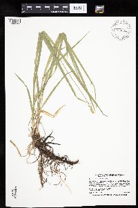 Carex cephaloidea image