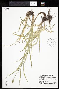 Carex cephaloidea image