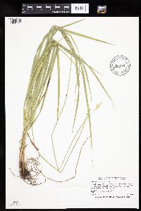 Carex cephaloidea image