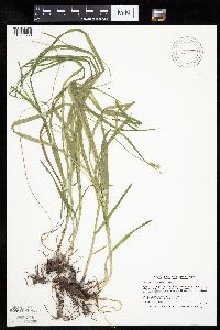 Carex cephaloidea image