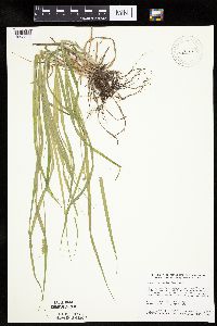 Carex cephaloidea image
