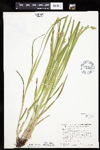 Carex cephaloidea image