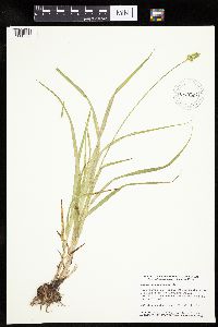 Carex cephaloidea image
