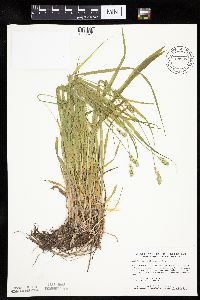 Carex cephaloidea image