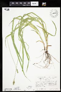 Carex cephaloidea image
