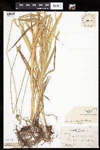 Carex cephaloidea image