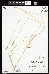 Carex cephaloidea image