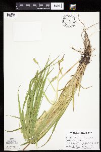 Carex cephaloidea image
