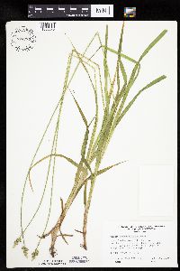 Carex cephaloidea image
