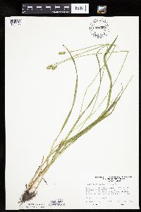 Carex cephaloidea image