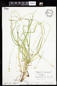 Carex cephaloidea image
