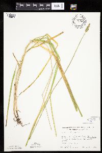 Carex cephaloidea image