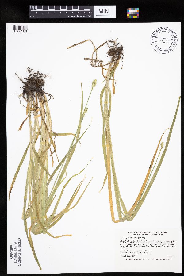 Carex cephaloidea image