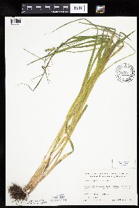 Carex cephaloidea image
