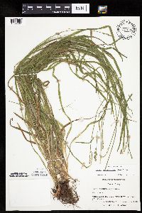 Carex cephaloidea image
