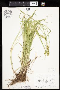 Carex cephaloidea image
