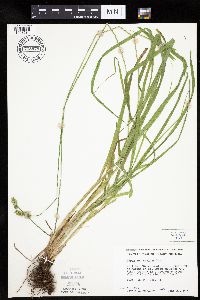 Carex cephaloidea image